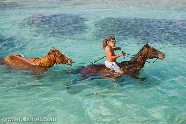 Braco-Stables-Jamaica-horses-ocean-photos.jpg